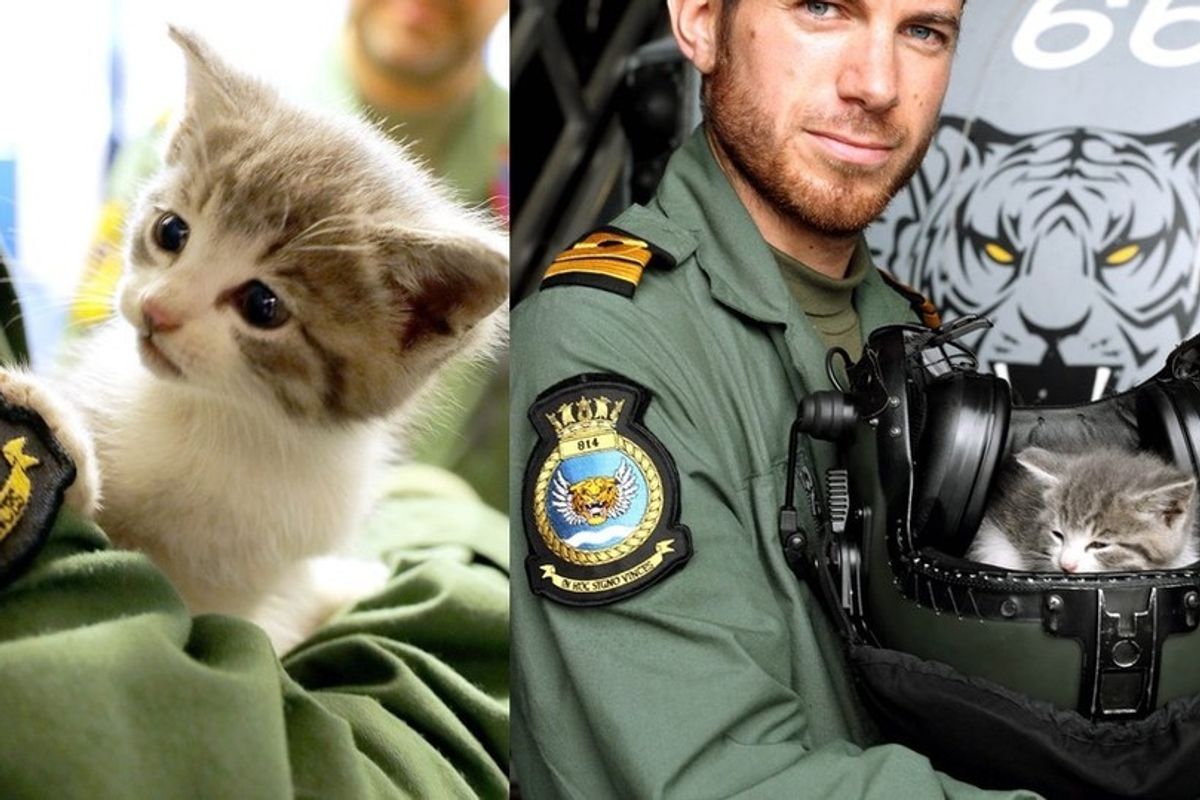Kitten Travels in Pilot's Car for 300 Miles and Finds His Way into the Navy