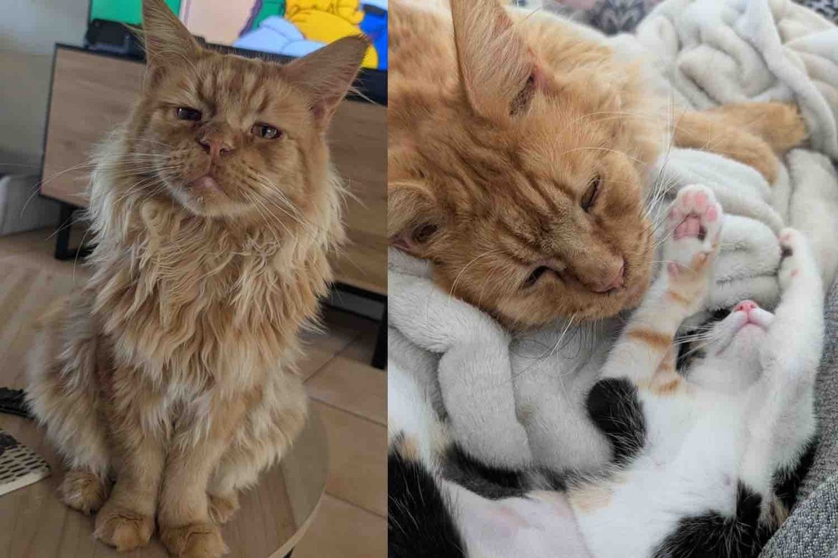 They Save a Cat with a Glorious Mane and Gentle Heart, Giving Him the Good Life He Always Wanted