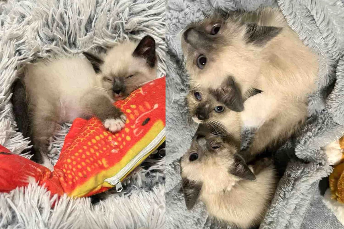 They Took in a Kitten Living in a Garage and Went Back, Determined to Find All His Cat Siblings
