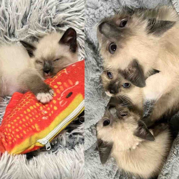 They Took in a Kitten Living in a Garage and Went Back, Determined to Find All His Cat Siblings