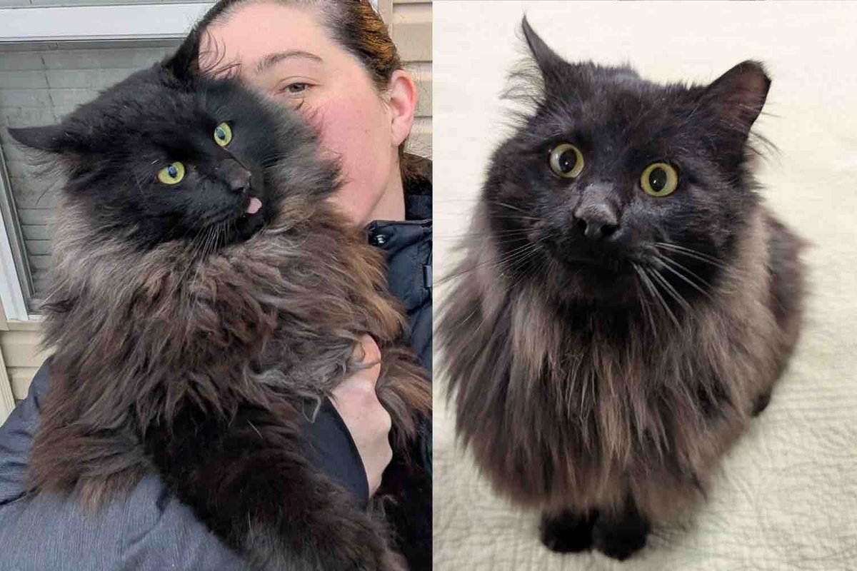 Cat Shows Up Shy But Keeps Coming Back to Person Who is Kind to Him, Eventually Letting His True Self Shine