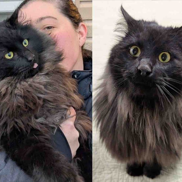 Cat Shows Up Shy But Keeps Coming Back to Person Who is Kind to Him, Eventually Letting His True Self Shine