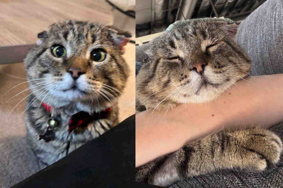 Cat Waits at Shopping Center Until Woman Approaches, He Leans into Her, Ready for Change