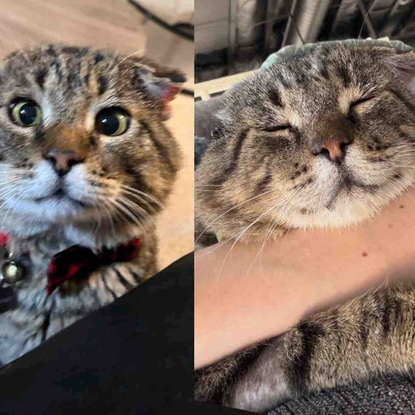 Cat Waits at Shopping Center Until Woman Approaches, He Leans into Her, Ready for Change