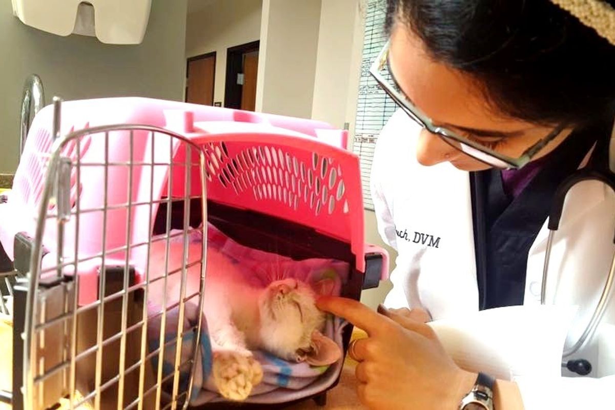 Kitten With Extremely Rare Condition Fights to Live Like a Warrior, What a Difference in One Day