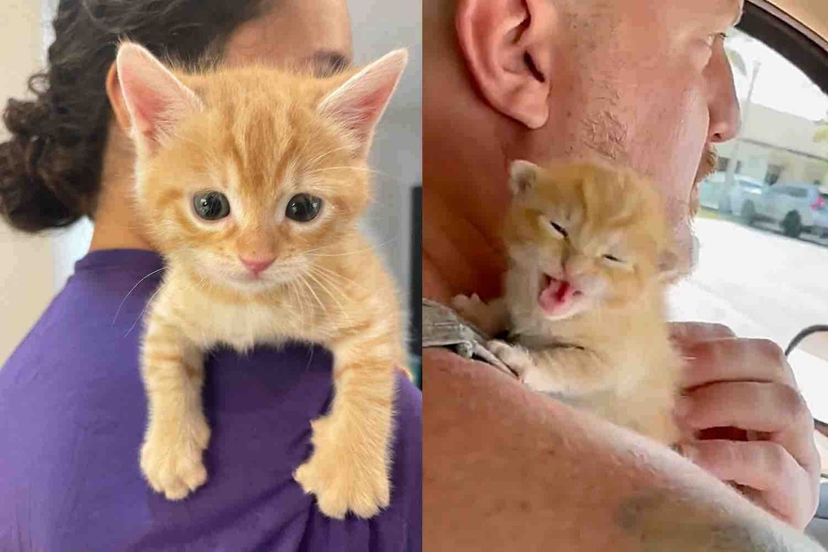 They Take in a Kitten Found in the Middle of Highway and Help Her Grow into Most Charming Little Cat