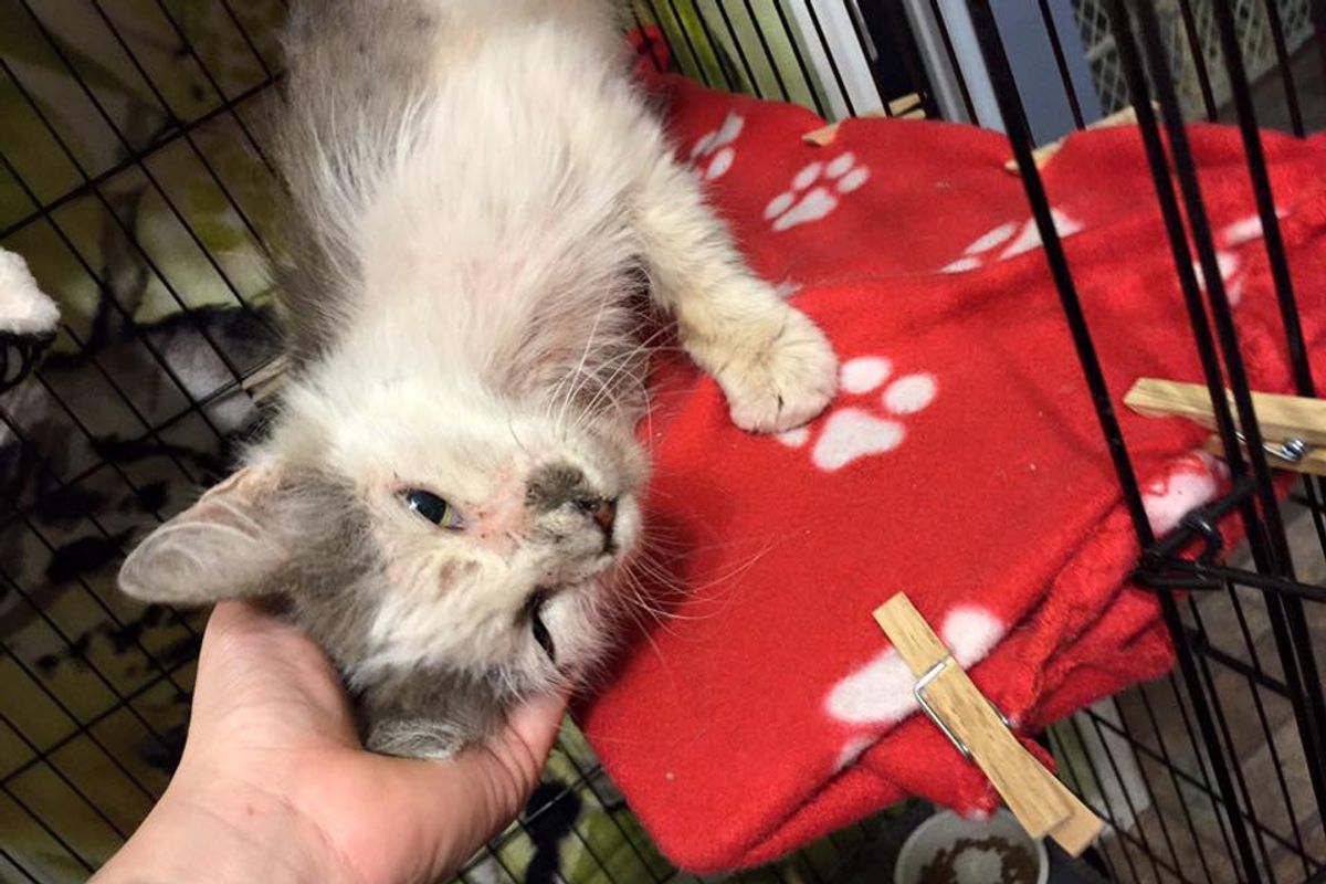Scraggly Senior Cat is So Thankful to Be Saved and Loved, He Returns the Favor