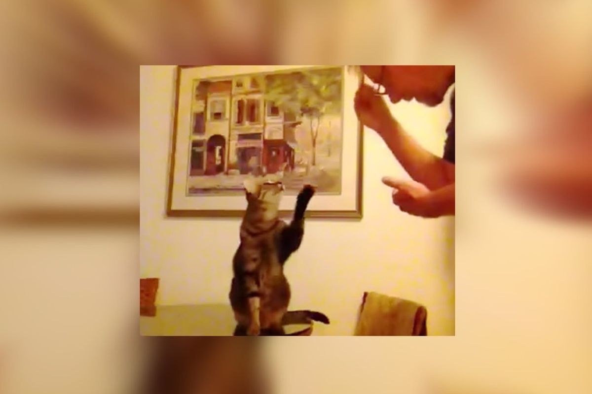 Man Talks To His Deaf Cat In Sign Language
