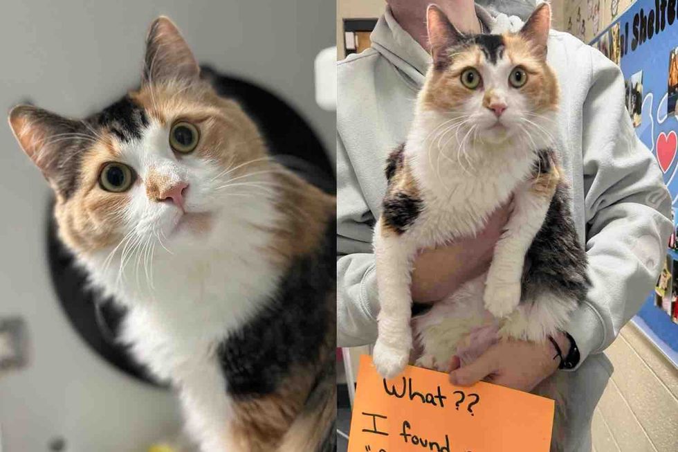 Cat Who Looked Like a Kitten When Found on a Field Has Transformed, Now She Has What She Always Wanted