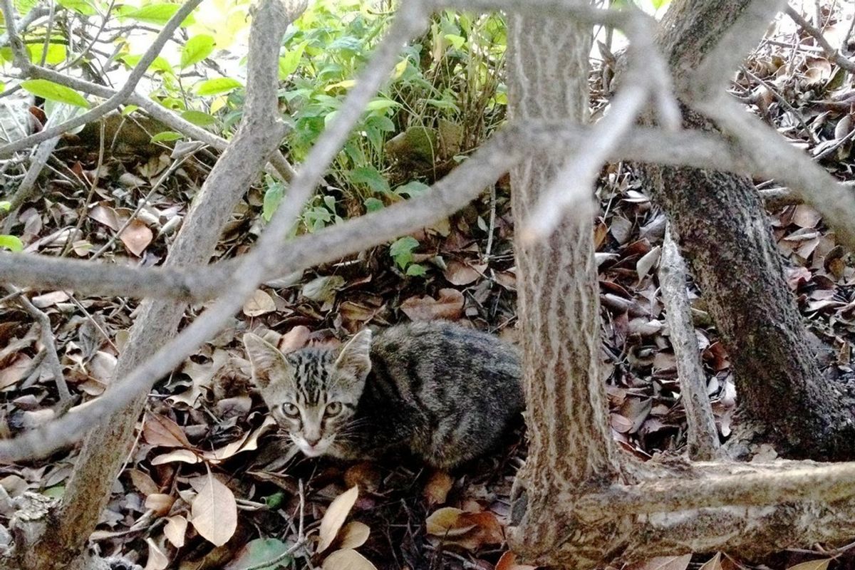 Man Helps Feral Kitten Feel Love and Trust, and Turns His Life Around