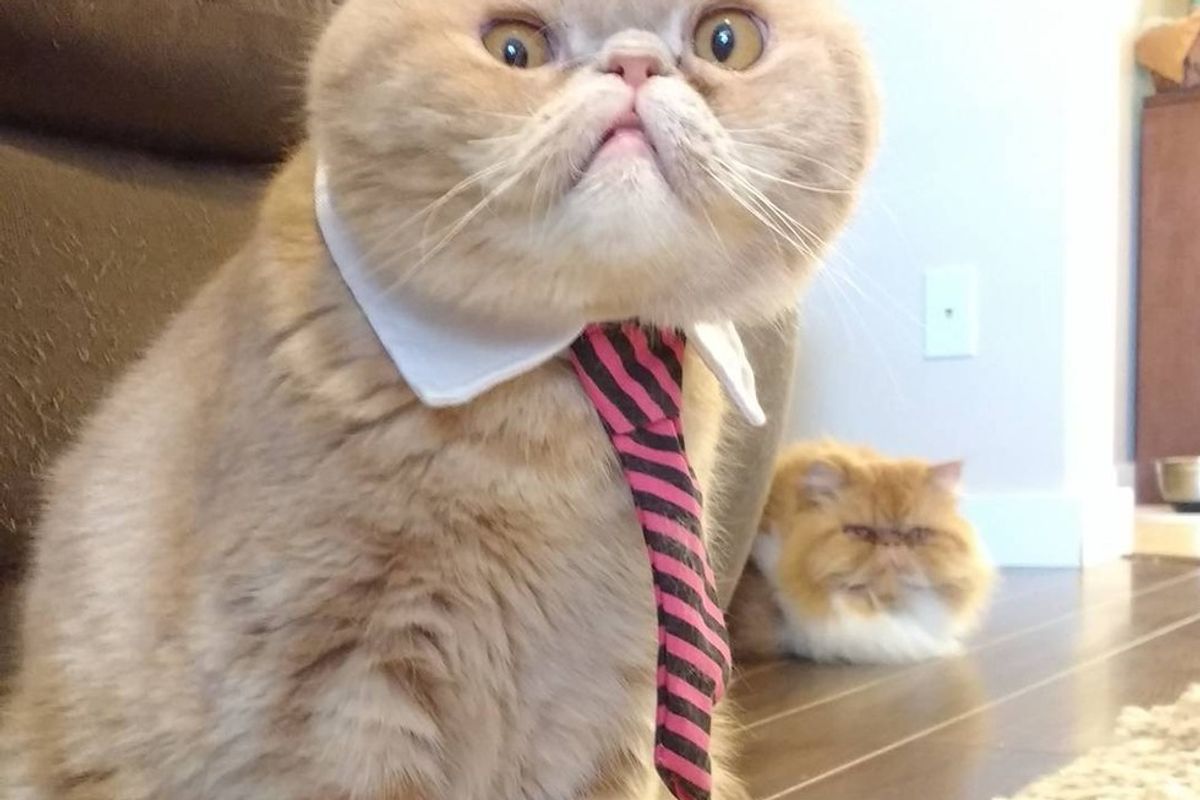 Cat Lost His Snaggletooth, but Didn't Lose His Good Looks