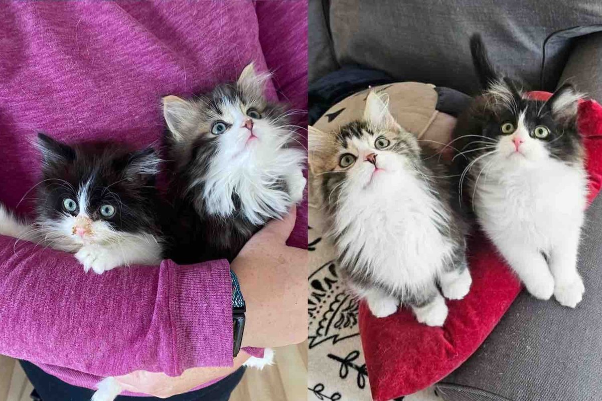 They Take in Two Kittens Who Needed Help and Watch the Cat Brothers Blossom into the Sweetest Pair