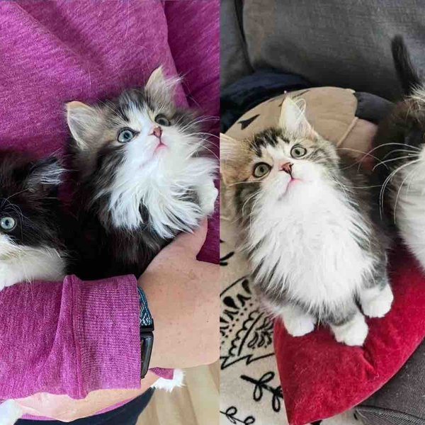 They Take in Two Kittens Who Needed Help and Watch the Cat Brothers Blossom into the Sweetest Pair