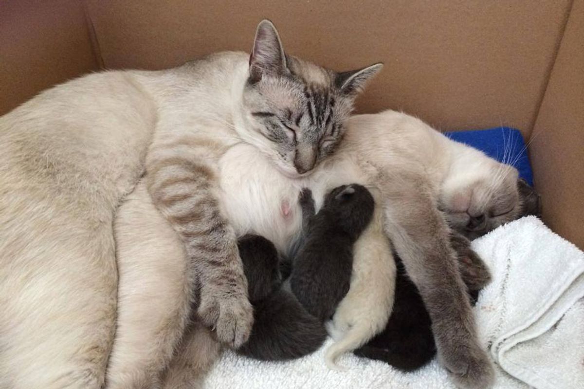 2 Bonded Siamese Cats Reunited at Foster Home, the Cat Father Never Leaves His Family's Side