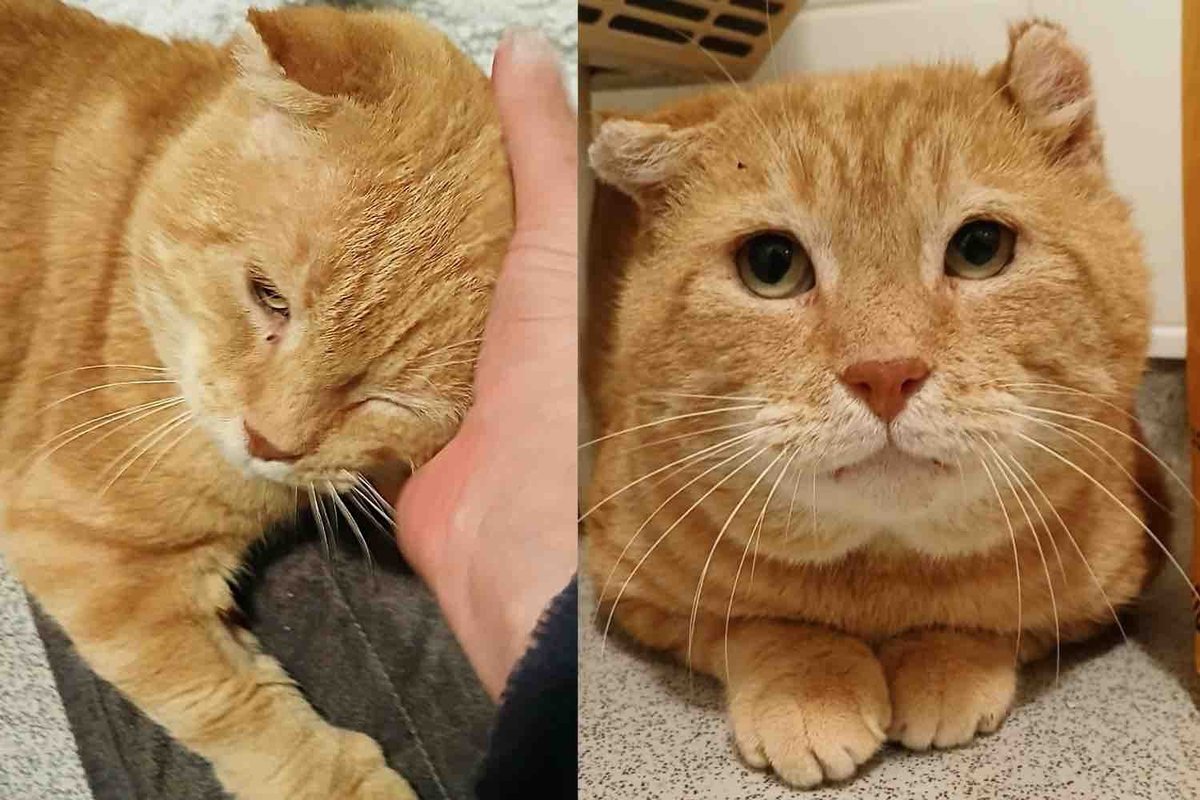Cat Finally Steps Indoors After Many Years on the Streets, Discovering a Renewed Hope for Life