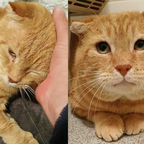 Cat Finally Steps Indoors After Many Years on the Streets, Discovering a Renewed Hope for Life