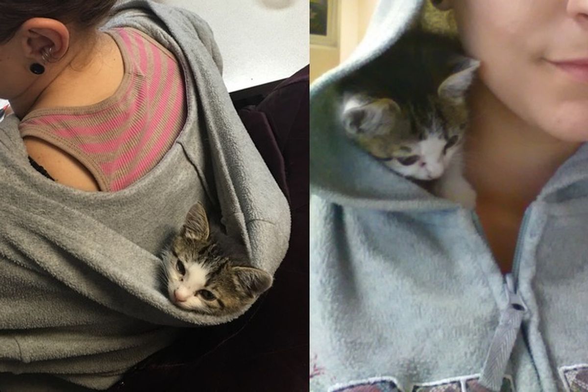 Stray Kitten Found Crying in the Rain, Now Has a Warm Place to Snuggle in