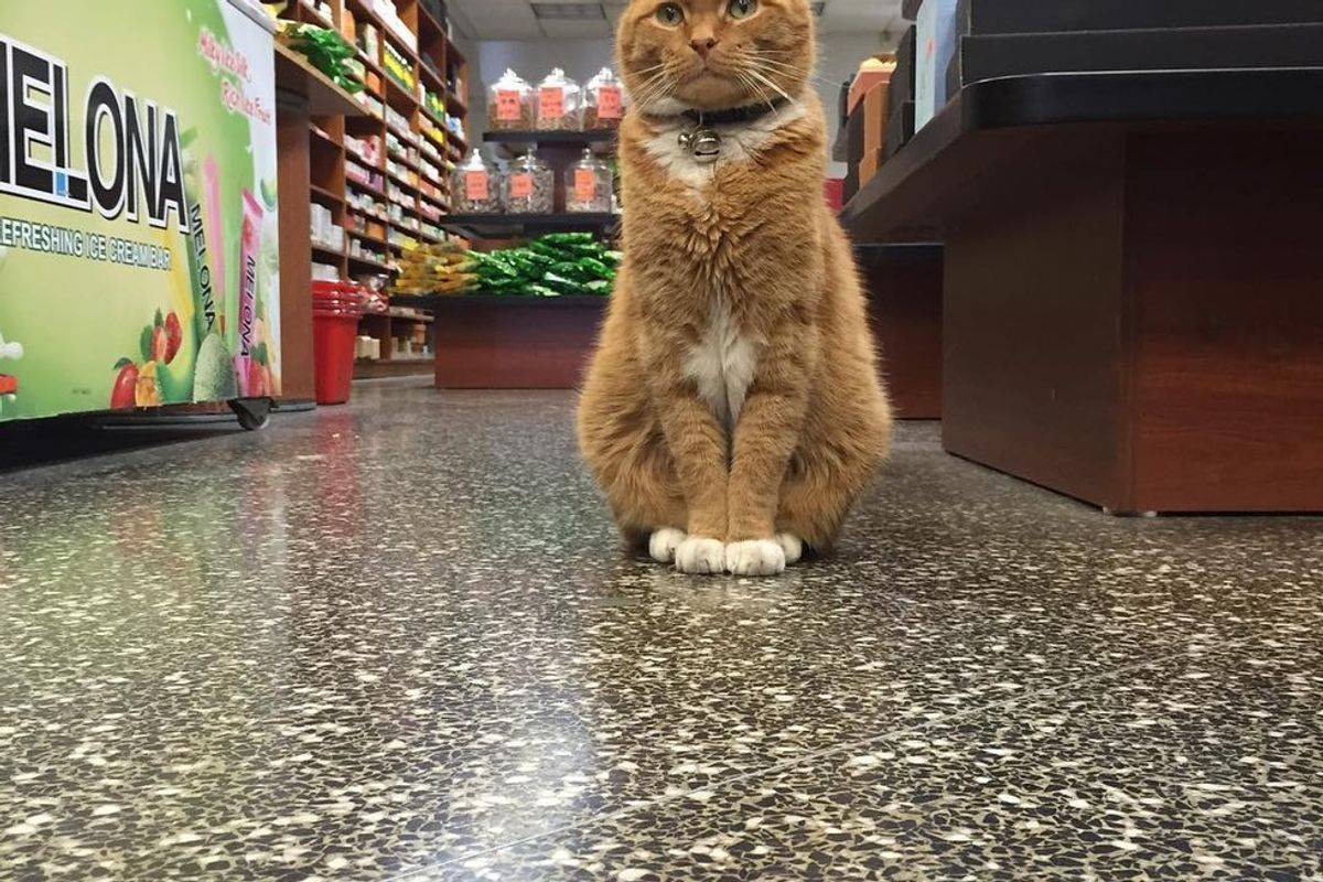 Ginger Cat Runs a Store for 9 Years and Has Never Taken a Day Off
