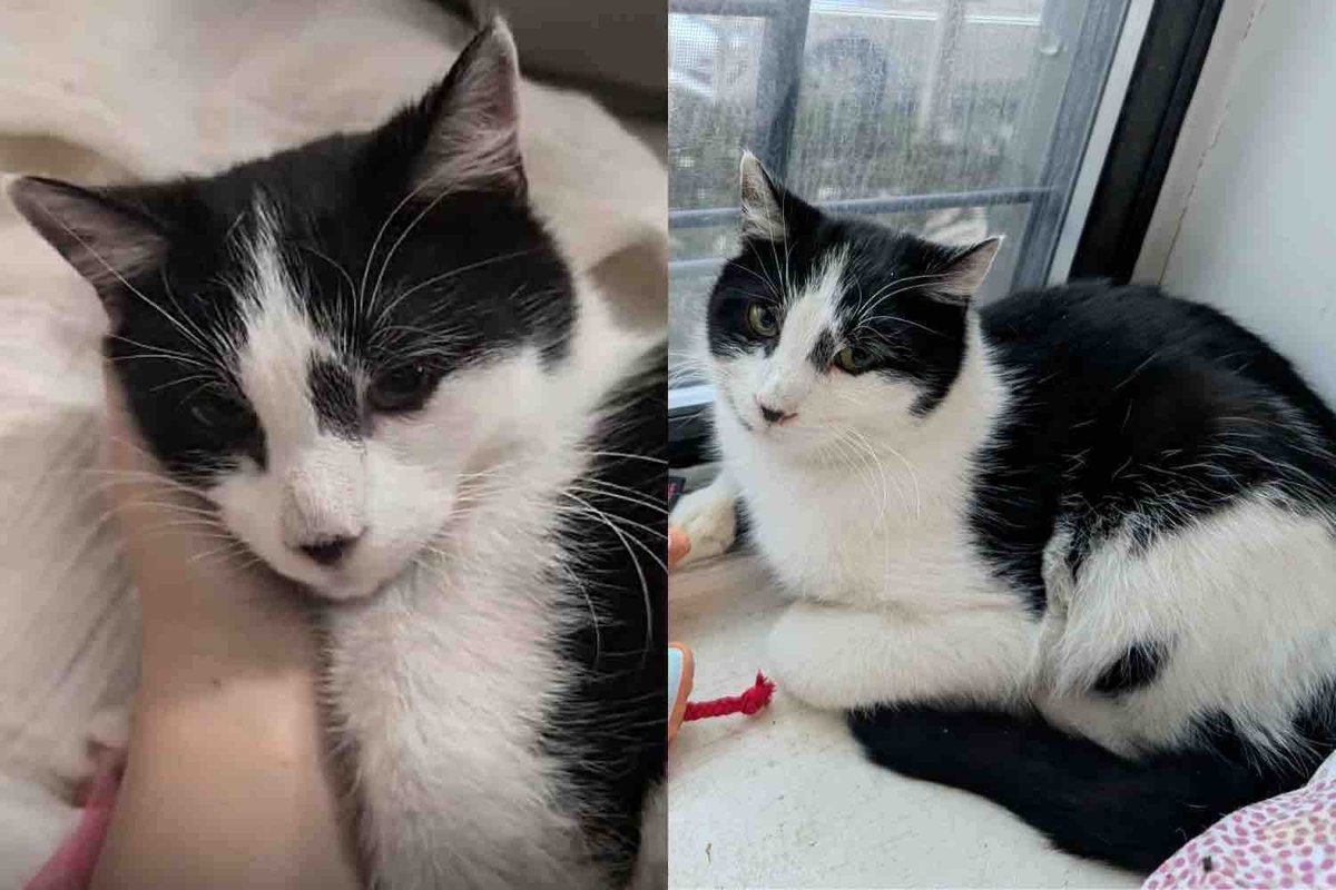 They Take in Cat Living in the Snow, Transform His Life Completely, Once Indoors, He Reveals Who He Truly Is