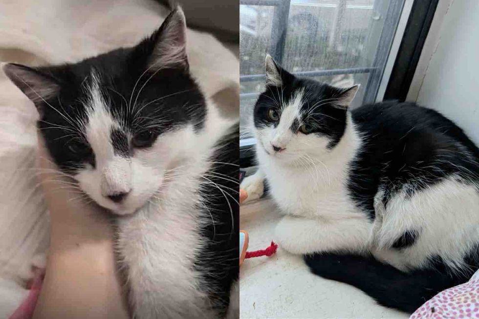 They Take in Cat Living in the Snow, Transform His Life Completely, Once Indoors, He Reveals Who He Truly Is