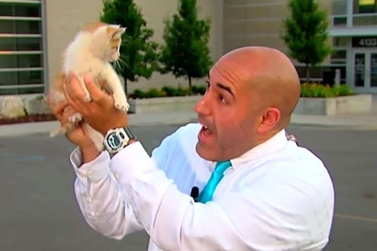 Stray Kitten Interrupts Live Newscast, Meowing for Help