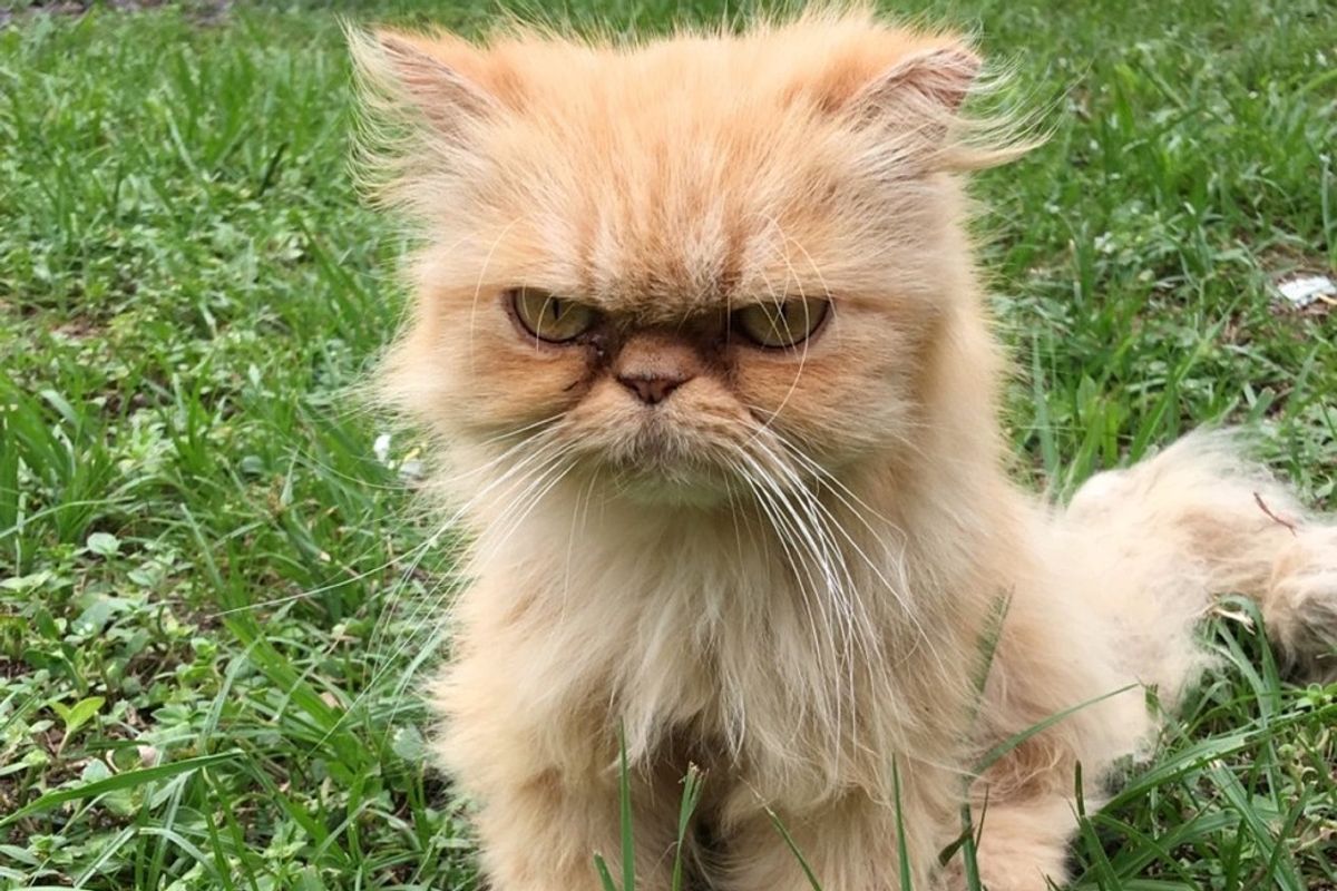 Homeless Persian Cat Wanders Up to Man During House Inspection, Meowing for Love