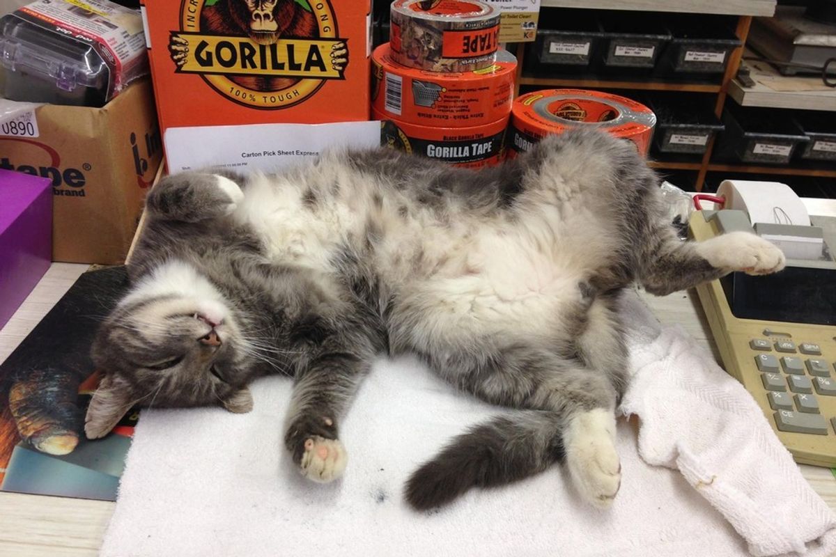 Lumberyard Cat Offers Cuddles for 12 Years Since He Showed Up as a Stray