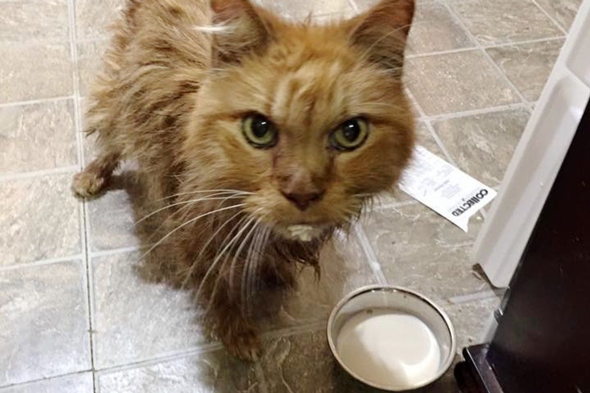 20 Year Old Cat is So Happy to Be Given a Home, He Can't Stop Purring