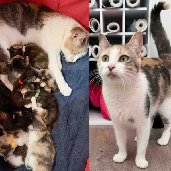 Cat Found Outside Has Four Kittens, Then She Takes in Five Others Who Needed a Mother