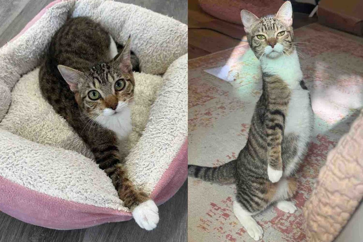 Kitten Spotted in a Car Never Gave Up, She Became the Happiest Little 'Kangaroo' Cat