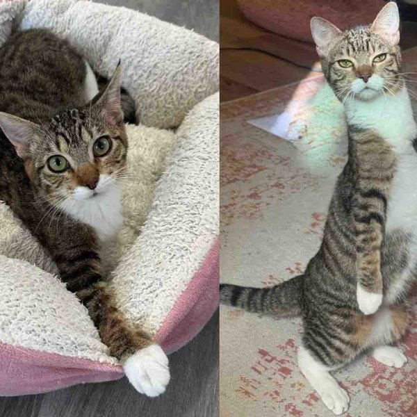 Kitten Spotted in a Car Never Gave Up, She Became the Happiest Little 'Kangaroo' Cat