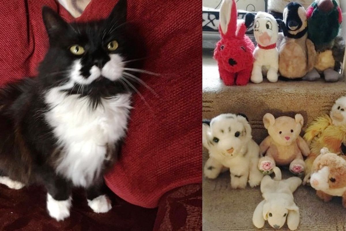 10-year-old Cat Brings Home "Gifts" She Takes from Neighbors, Most of Them are Cuddly