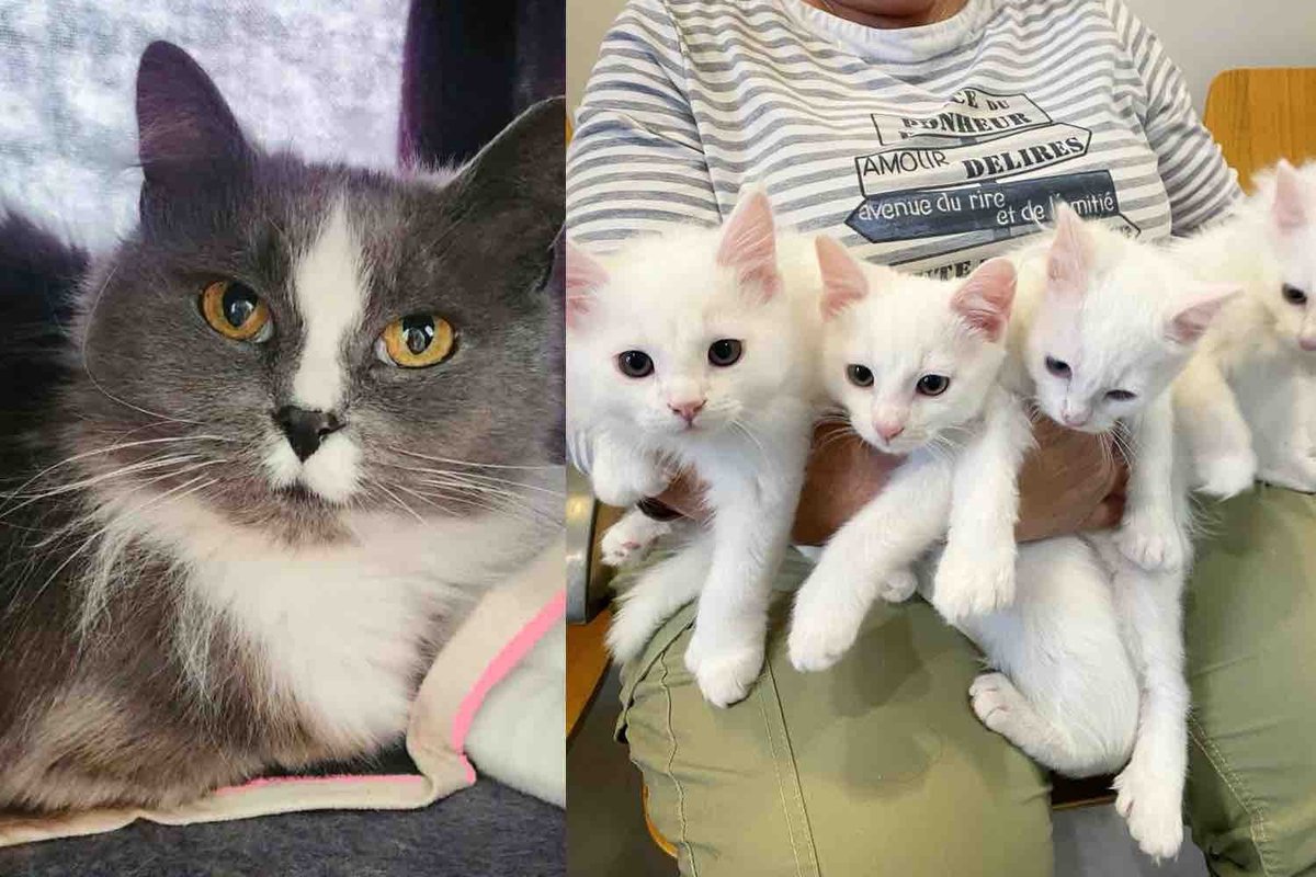 Cat Arrives on a Man's Porch, and It Leads to the Rescue of Four Kittens and More