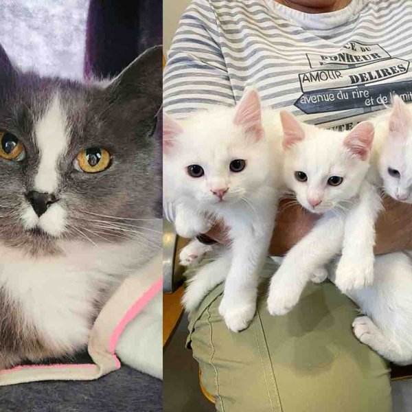 Cat Arrives on a Man's Porch, and It Leads to the Rescue of Four Kittens and More