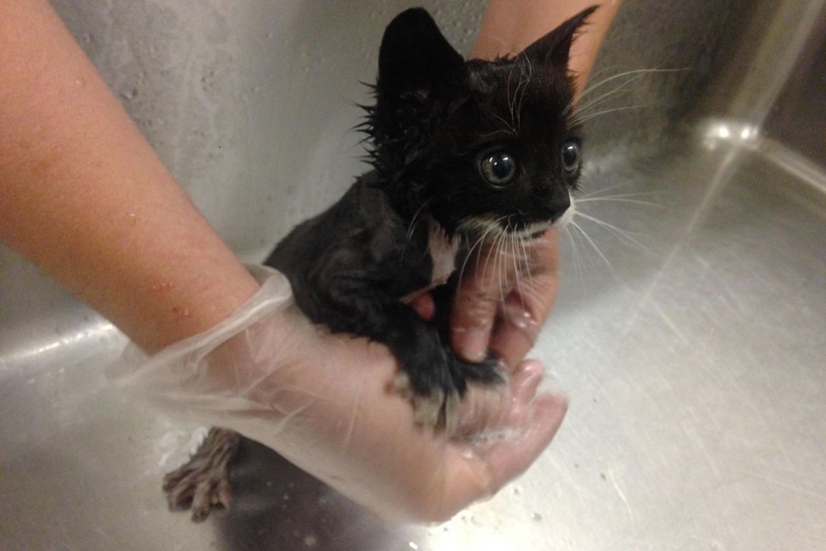 Kitten Rescued from Under a Car Has the Loudest Pipes