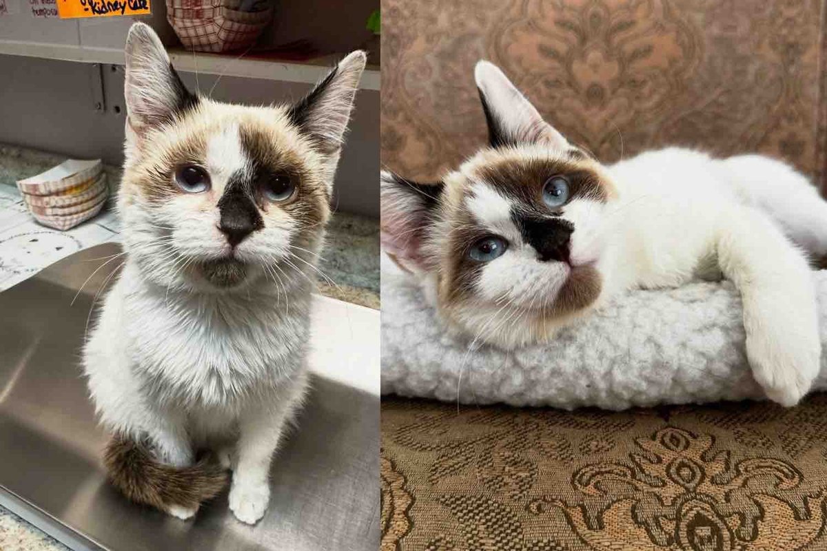 Street Kitten Turns Out to Be Older Than Expected, Once She's Held, She Thrives into Happiest Cat