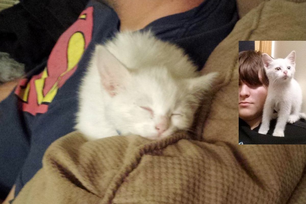 Deaf Kitten is Attached to Her Rescuers After They Saved Her from Busy Highway
