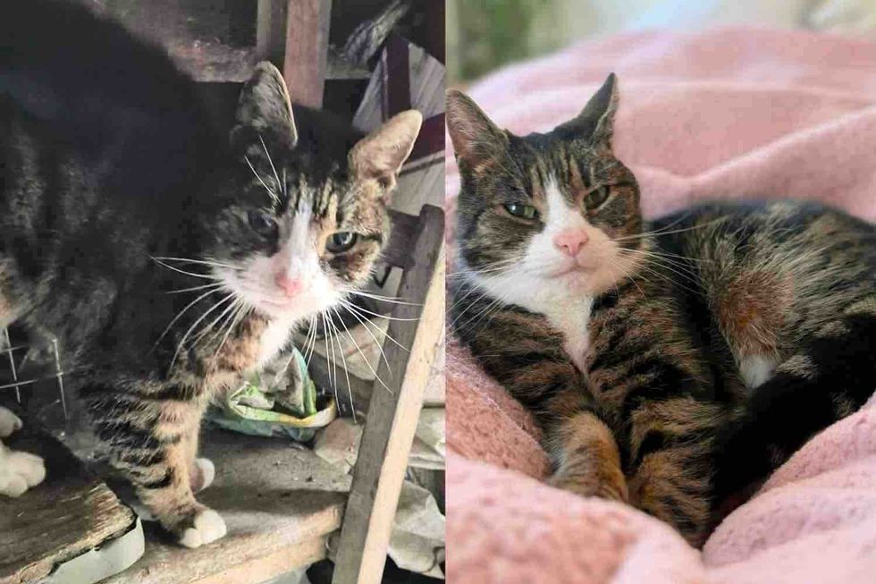 After Months in a Shed Cat Finds Nice People to Help Her, a Couch to Herself, and the Life She Truly Deserves