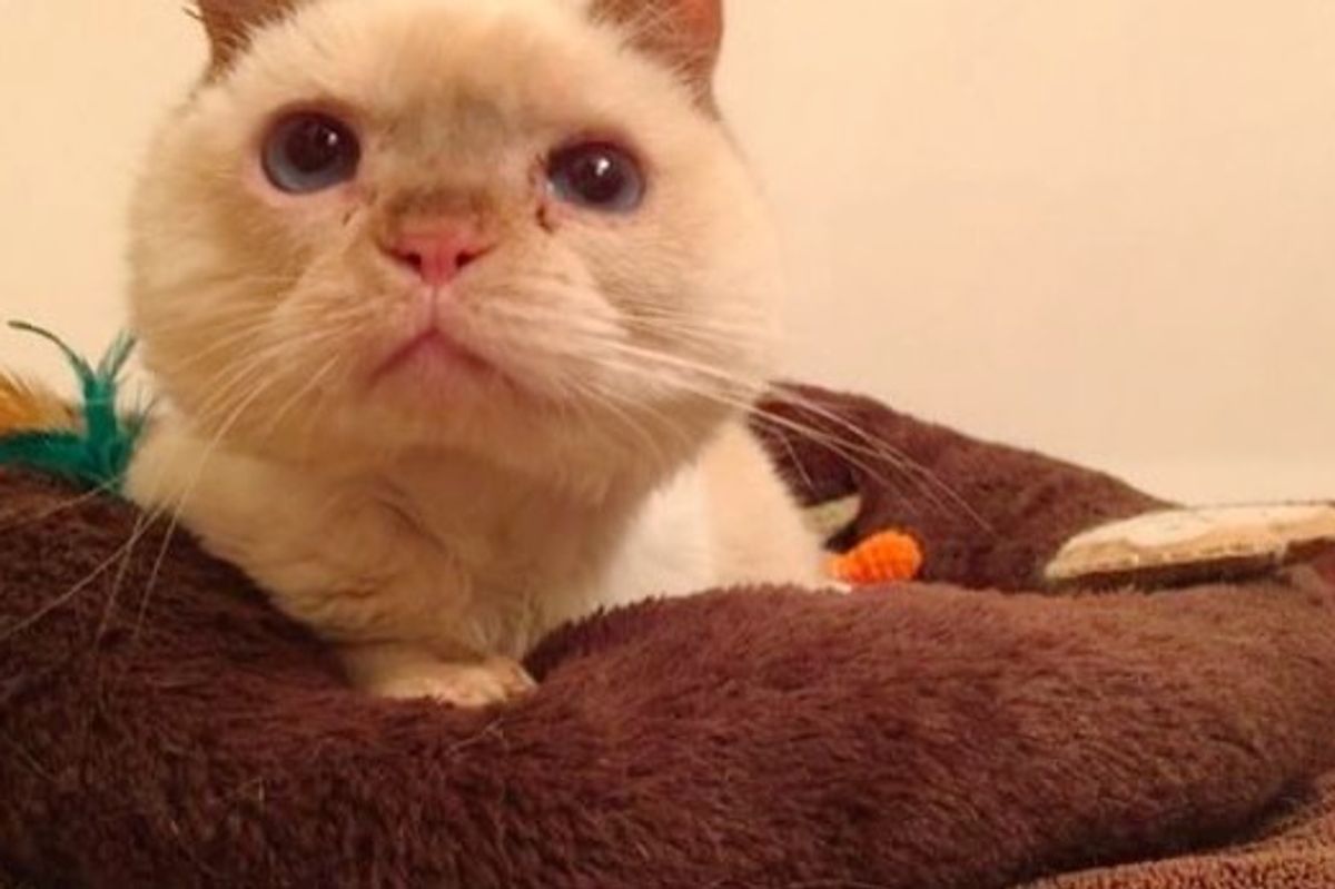 Couple Found 3-legged Cat on Trail and Brought Him Back to Life