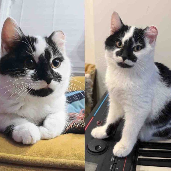 Kitten Spotted in the Cold Under Deck Starts to Change When He's Given a Chance to Become a House Cat