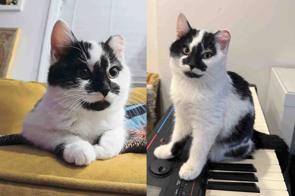 Kitten Spotted in the Cold Under Deck Starts to Change When He's Given a Chance to Become a House Cat