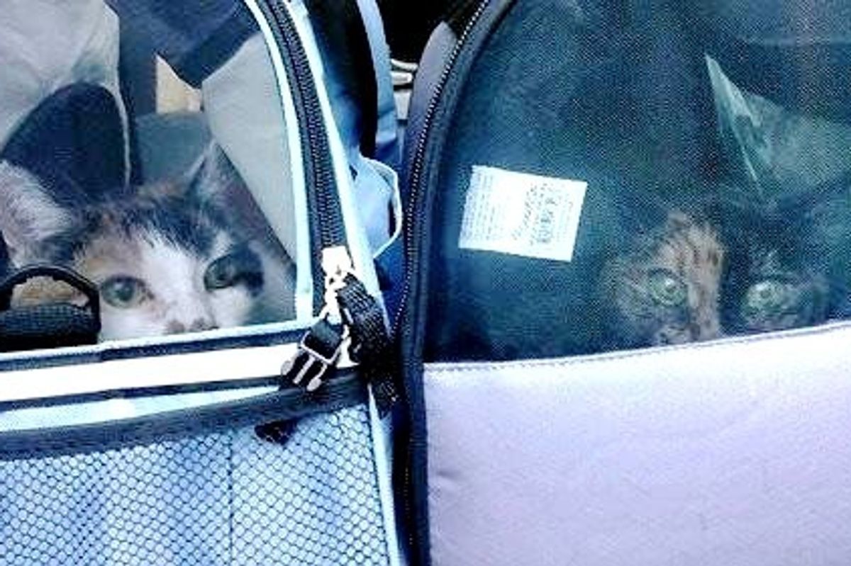 Couple Takes Two 21-year-old Bonded Cats Out of Shelter So They Can Spend Their Golden Years in a Loving Home