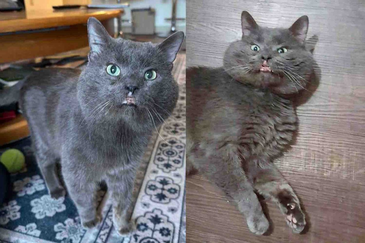 Cat Gets a New Start After Years on the Streets, His Glow-up is Nothing Short of Incredible