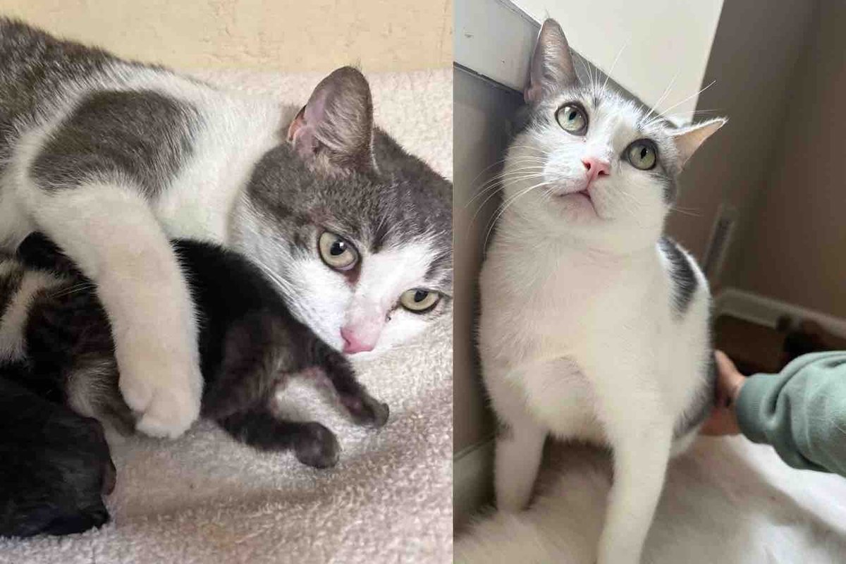 They Welcome a Street Cat and Her Kittens, Watch Her Help Others in Need, and See Her Become Her True Self