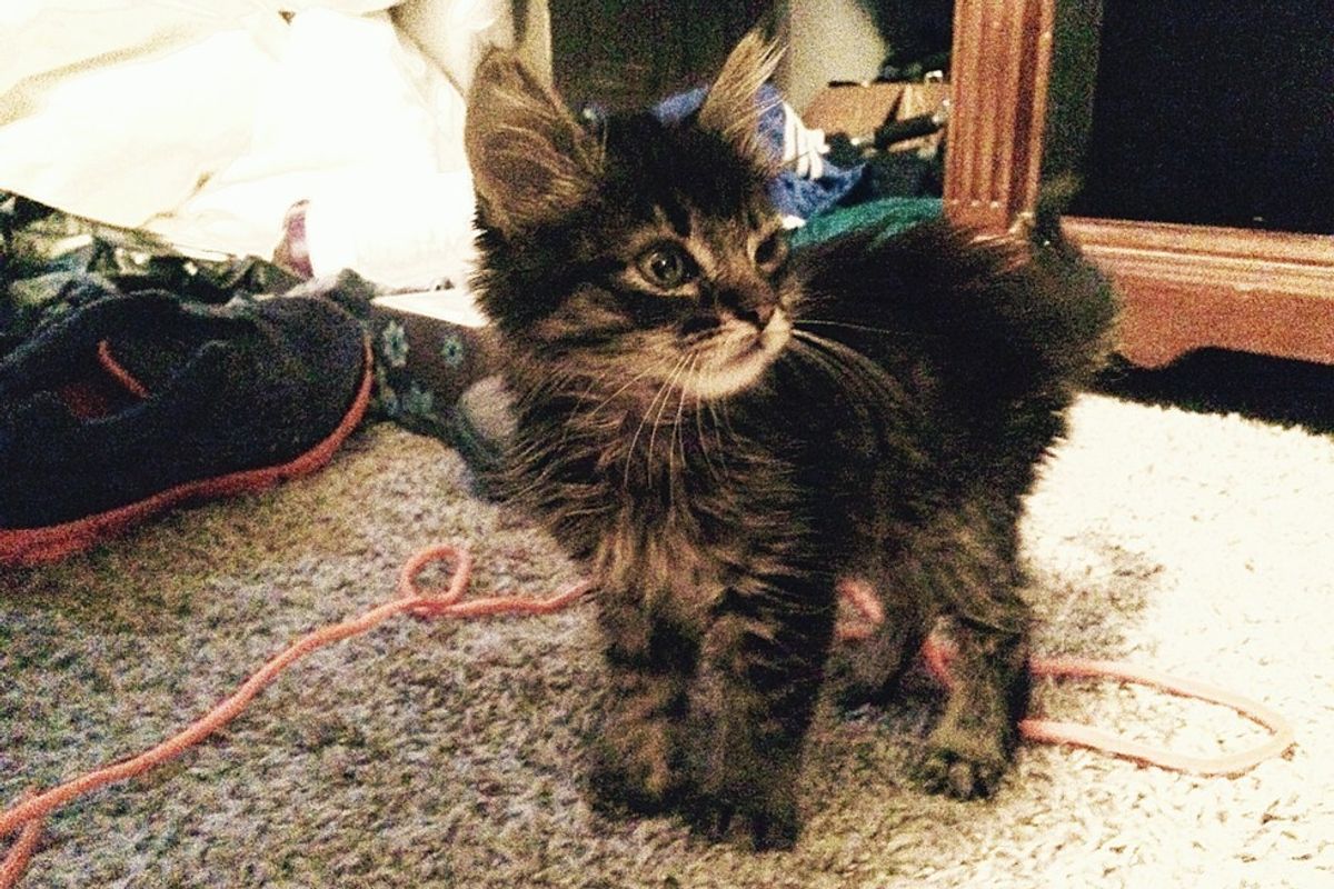Kitten Found with Nothing to Eat But Beetles Now Guards His Forever Humans from Bugs