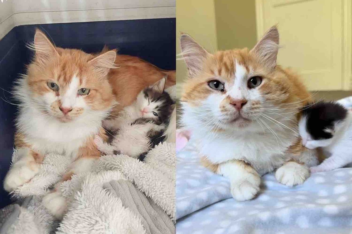 Orange Cat Dad Helps Care for Kittens After Leaving the Streets, and His Wish Comes True with Two Kittens Orange Cat Dad Helps Care for Kittens After Leaving the Streets, and His Wish Comes True with Two Kittens
