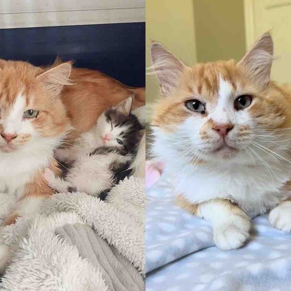 Orange Cat Dad Helps Care for Kittens After Leaving the Streets, and His Wish Comes True with Two Kittens