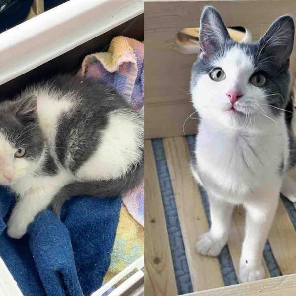 They Spot a Kitten Outside the House in the Snow and Know They Can't Leave the Little Cat Behind