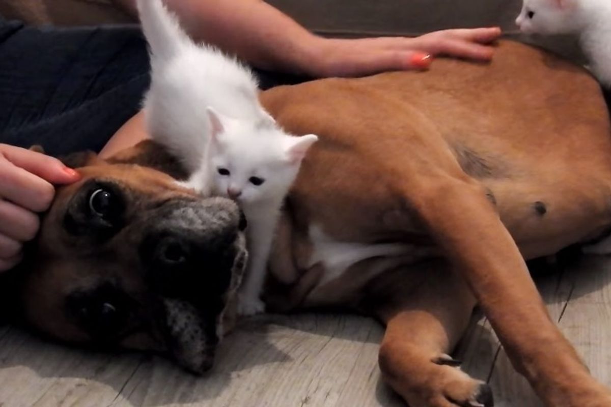 Boxer Saves Stray Cat Mom and Her 4 Babies and Insists to Take Them Home
