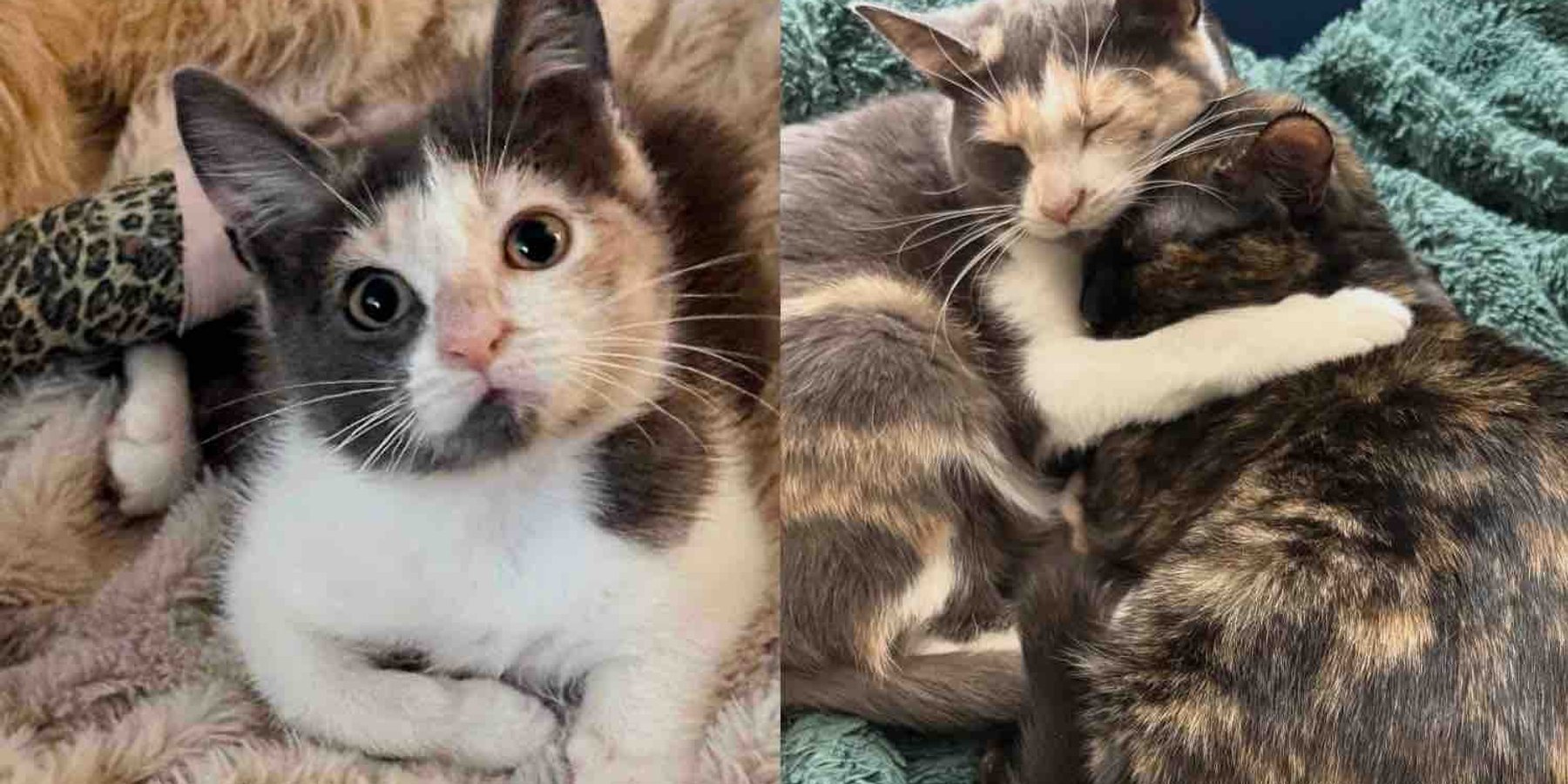 They Helped a Kitten Found on the Road Unable to Walk, Later ...